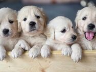 Wunderschöne Golden Retriever Welpen weiß/cremefarben - Biedenkopf