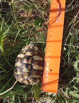 Griechische Landschildkröte von 2024 - Ilmtal-Weinstraße
