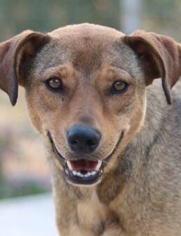 Anna, geb. ca. 03/2021, Griechenland - Euskirchen