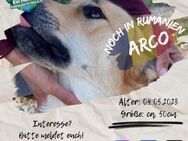 ARCO - bereit für's Hunde-1x1 - Waakirchen