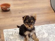 Yorkshire terrier Standart