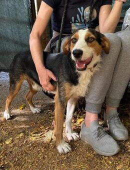 Kinderlieber gelehriger MOMO sucht ♥️ - München