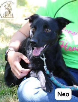 Neo ein Hund, der sich still und leise - Kissing