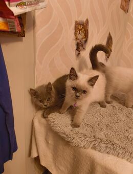 Süße BKH Katzen Babys - Jerxheim