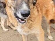 JAMBO ~ toller Familienhund - Duisburg