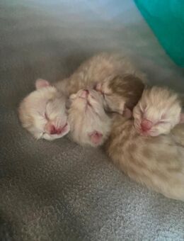 🐾 Wundervolle Bengal-BKH-Mix Kitten suchen liebevolles Zuhause 🐾 - Oldenburg