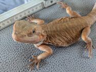 pogona leaderback Weibchen - Feucht