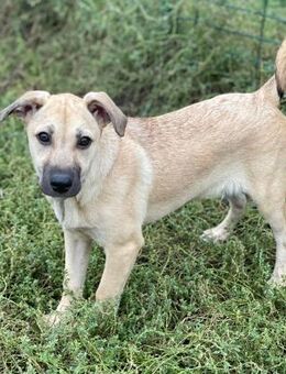Libby, ein besonderes Hundekind - Alfdorf