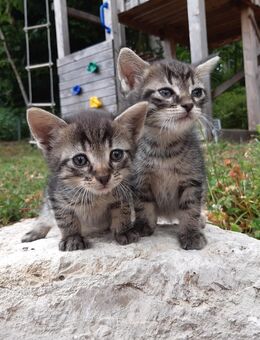 Katzenbabys abzugeben - Gschwend