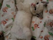 Sibirische Kitten,Neva Masquarade Babykatzen