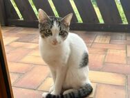 Mia - schüchteren Katze sucht Zuhause - Bad Camberg