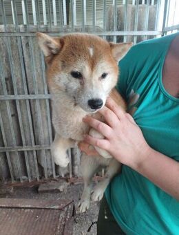 Serry, freundliche Shiba Inu Dame - Remagen