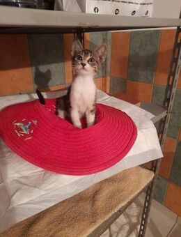 💖Mutige Babykatze Lilly💖 - Eislingen (Fils)