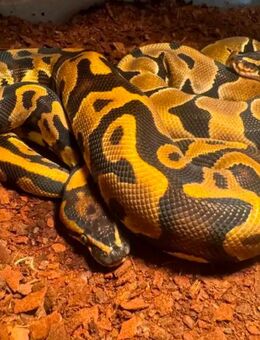 Königspythons - Saarwellingen