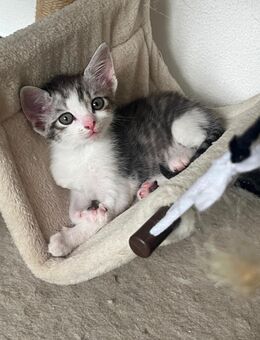 Kitten aus liebevoller Hand abzugeben - Schüttorf Suddendorf