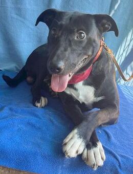 ❤️ superlieber Familienhund TAKO ❤️ - Mamming