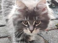 Maine Coon Prinzessin aus Vereinszucht - Bremen