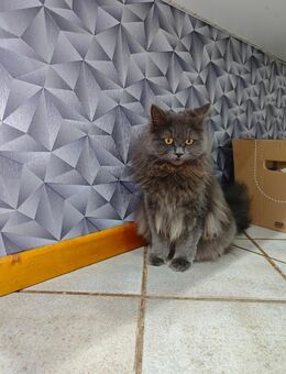 Britisch Langhaar Kater geboren am 24.12.2024 - Reichshof