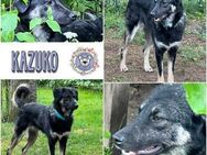 KAZUKO * zarte Seele auf langen Beinen - Duisburg