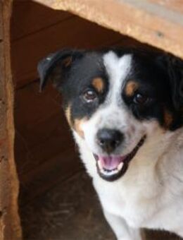 Janosch Pflegestelle oder Zuhause gesu - Oberwies