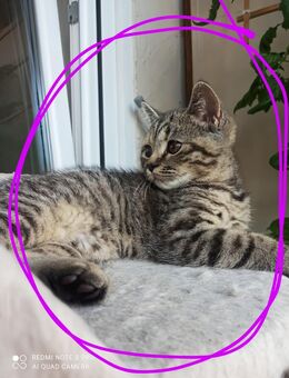 BKH kitten - Schwäbisch Gmünd Zentrum