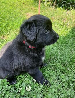 Borador Labrador Retriever Border Collie Mix - Arnstadt