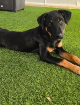 Jota junger Hund mit viel Potenzial - Wöllstadt