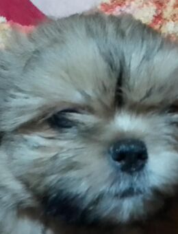 Hundebaby wartet auf neues Zuhause - Sottrum