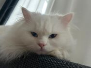 Maine Coon / Perser Mix Kater - Ochsenfurt