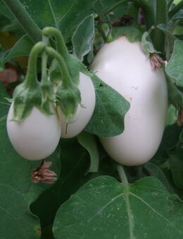 Aubergine Eierbaum - Stuttgart
