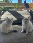 Heilige Birma, Kitten, Katzenbabies in 97342