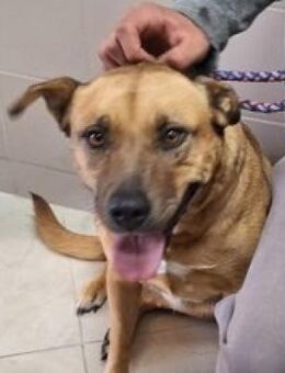 Nazli - lieb und sanft! - Mettmann