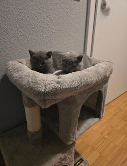 Britisch Kurzhaar Katzen ( Kitten ) - Köln