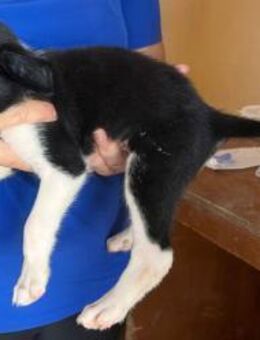 Erik sucht ein Körbchen - Donaueschingen