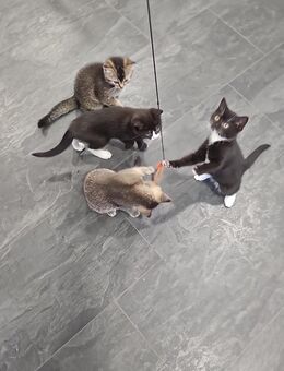 Katzen Babys abzugeben - Solingen (Klingenstadt)