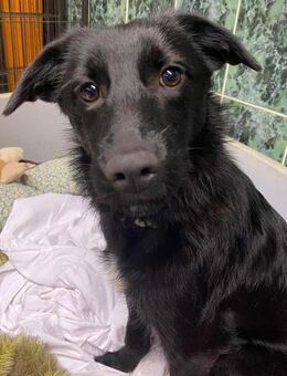 Kiki zarte kleine Seele - Lindenberg (Rheinland-Pfalz)