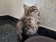 Norwegische Waldkatze Kitten - Treuchtlingen