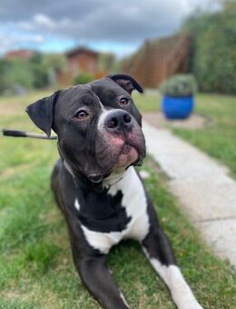 American Bully XL abzugeben - Emden