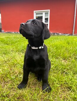 Labrador Welpen mit Abstammungsurkunde - Hohendubrau