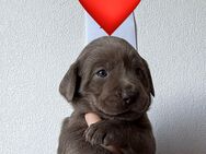 Reinrassige Labrador Welpen mit Ahnentafel - Bad Wildungen