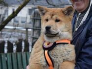 Jordi - hellbraunes Woozle-Chow-Chow-Goo - München