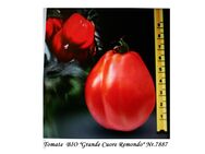 Tomaten-Samen BIO „Grande Cuore Remondo“ Nr.7887 - Bretten