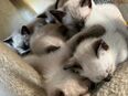 Echte Siam Kitten Seal Point in 63589