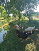 Flugenten Warzenenten in 84347