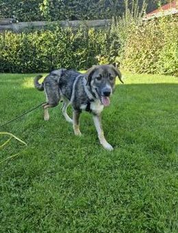 Sunny, lieb, katzenverträglich, sozial - Seefeld (Bayern)