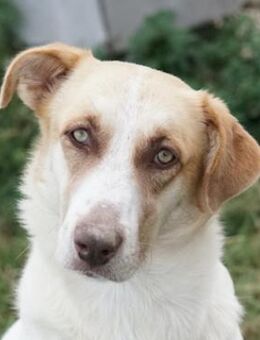 Evi, geb. ca. 06/2020, Griechenland - Euskirchen