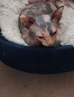 Sphynx waibchen Baby kitten - Fellbach Zentrum