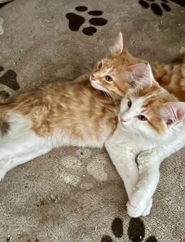 Maine Coon Perser Norwegische Waldkatze Langhaar Kitten Kätzchen Katzen Kater - Mühldorf (Inn)
