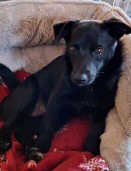 Chihuahuamittelspitzmischling 5 Monate alt. - Henstedt-Ulzburg