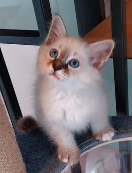 Heilige birma, Kitten Junge - Marl (Nordrhein-Westfalen)